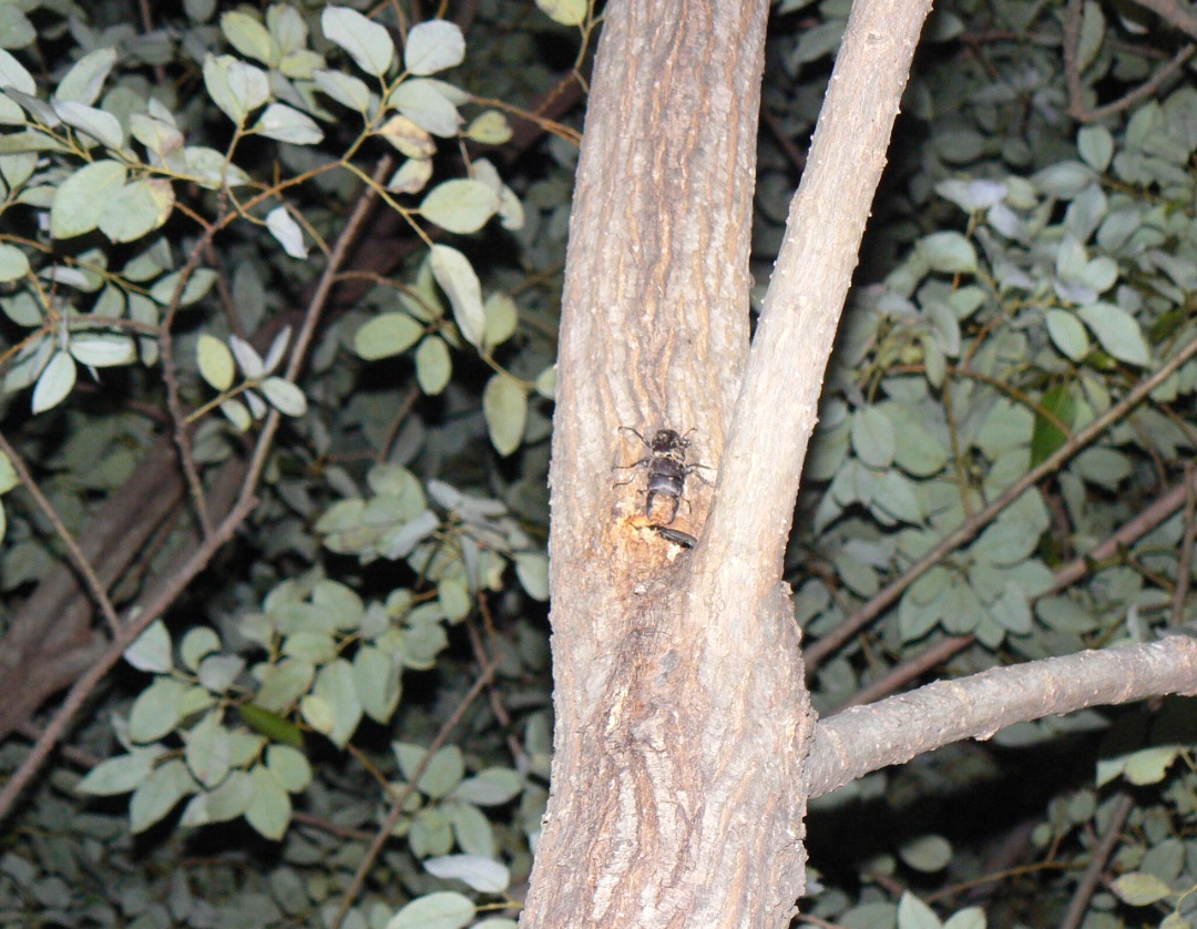 ヤナギ林のその他のヤナギ_10月 もう一つの洞の上の樹液でデートするコクワガタのペア__201001_19-00